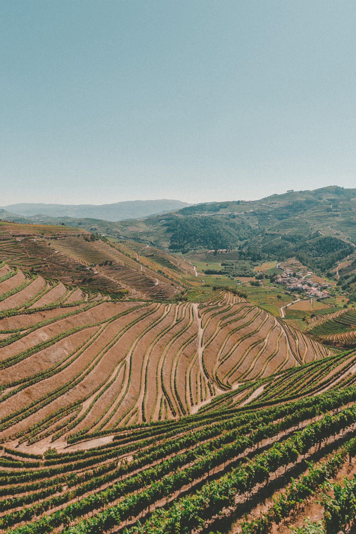 Vignoble du Domaine Paradis